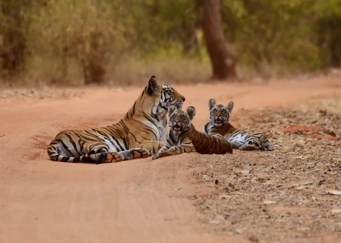 Jaipur with Souvenir Travel India: Your Trusted Tour Operator