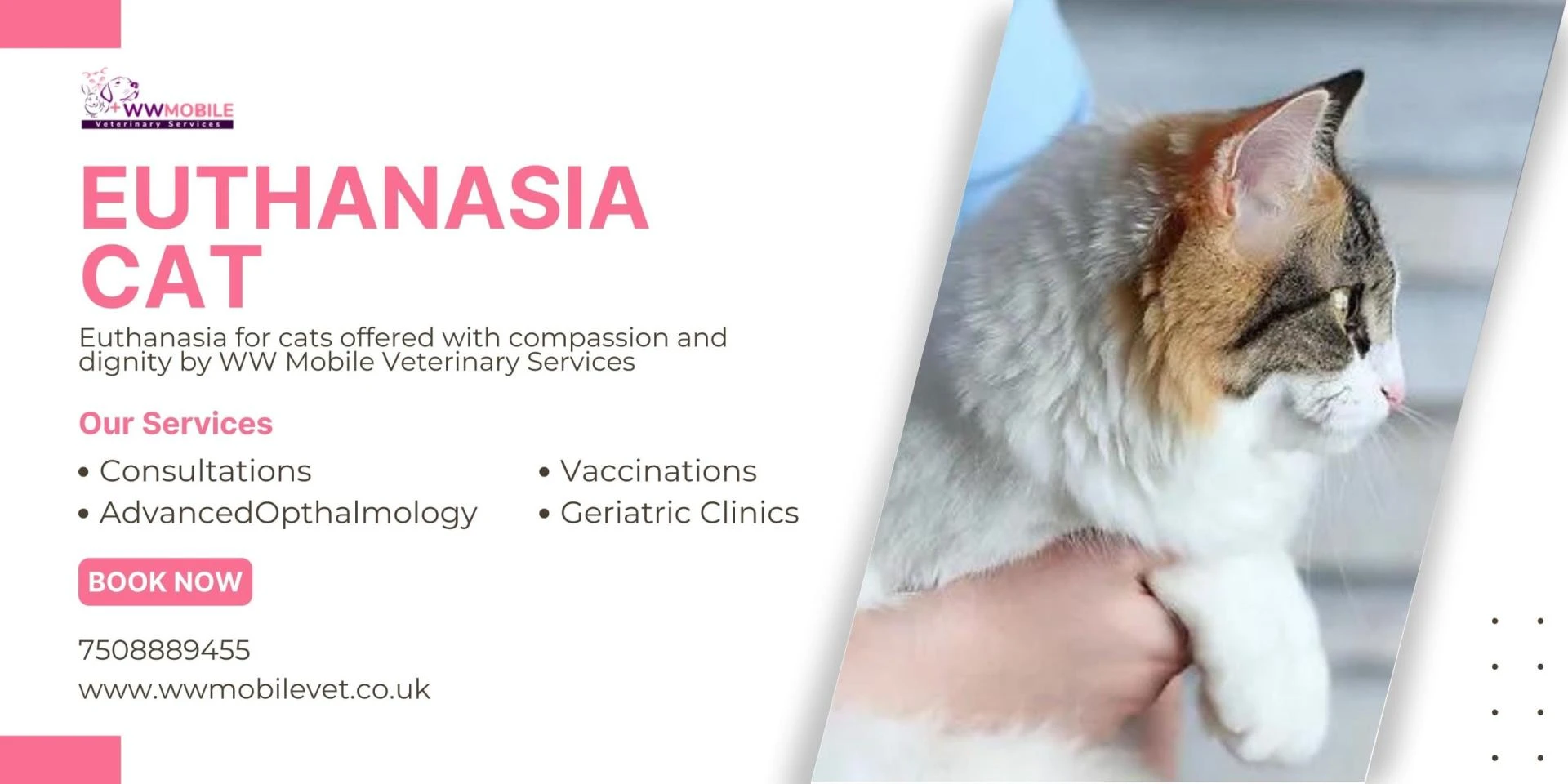 Understanding Euthanasia Cat : The Process and Your Options