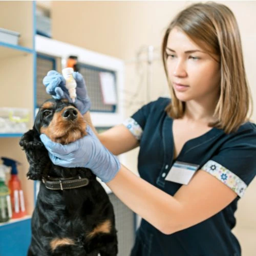 10 Things to Consider for Your Dog's First Aid