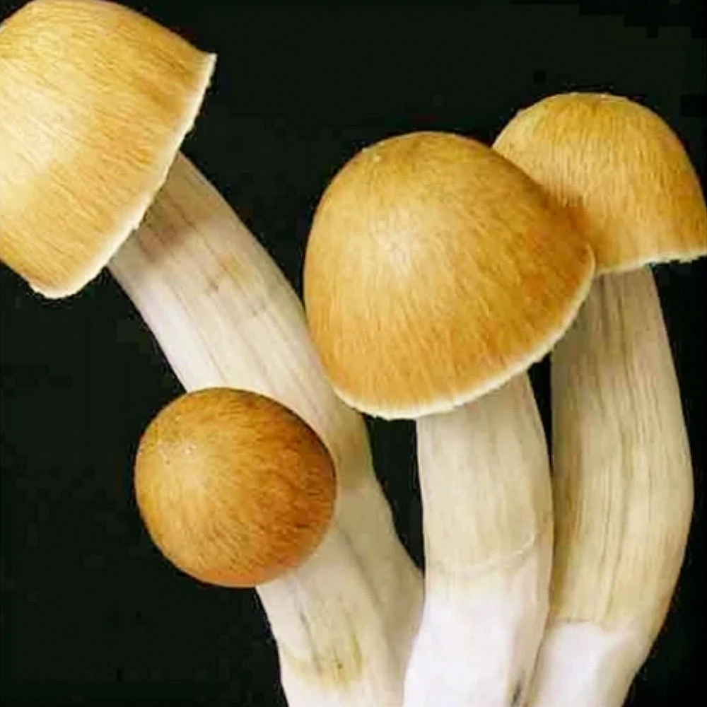 The Legal Landscape of Buying Mushroom Spores