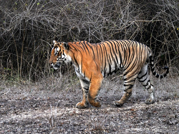 A Guide to Know About Bandipur Resorts Reservation