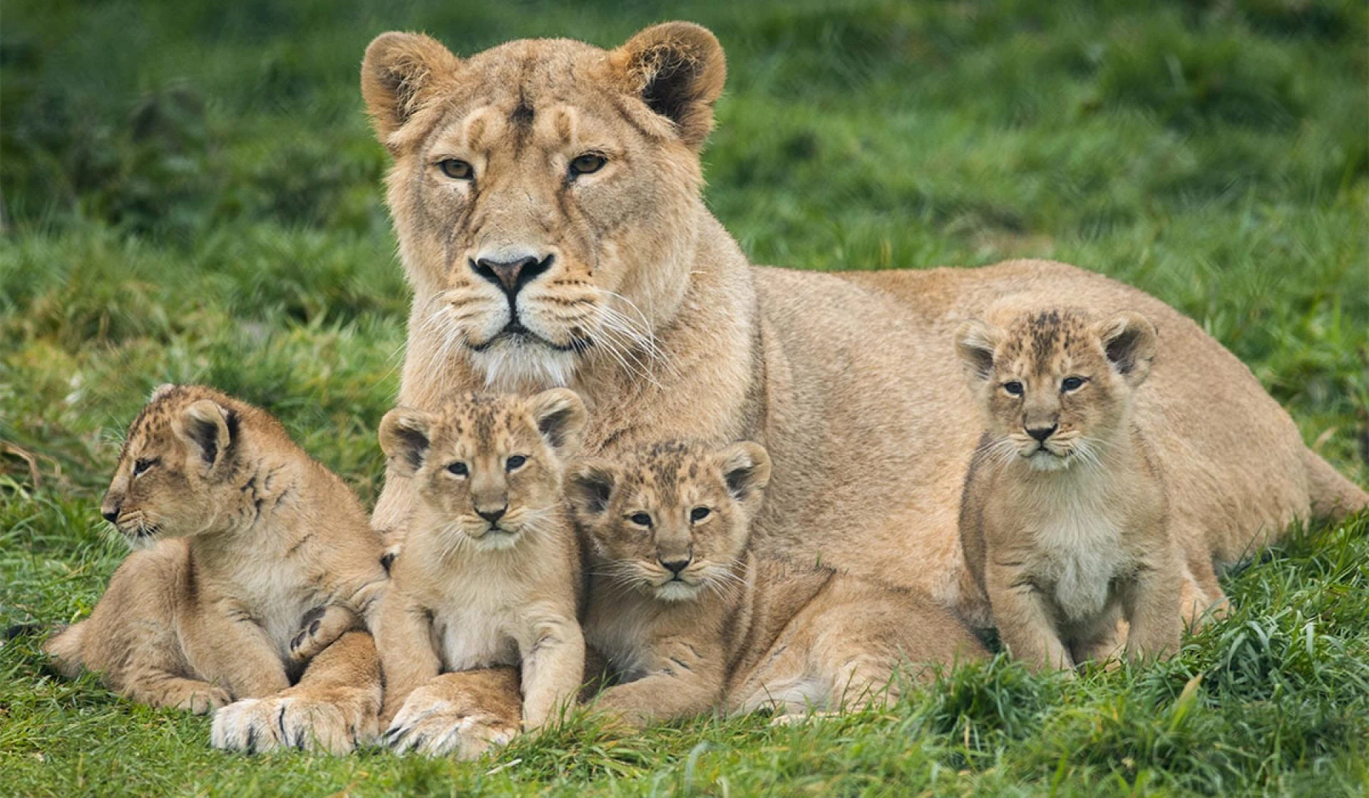 How can I go to Gir National Park from Ahmedabad?