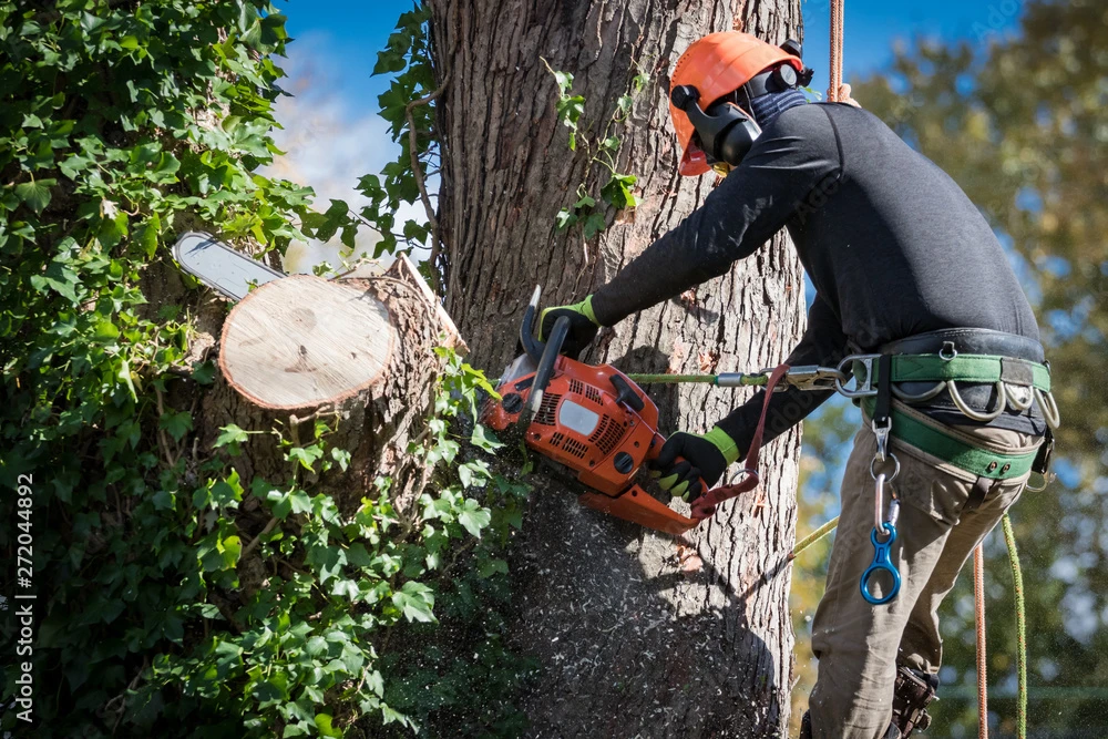 Tree Removal: Everything You Need to Know Before Cutting Down