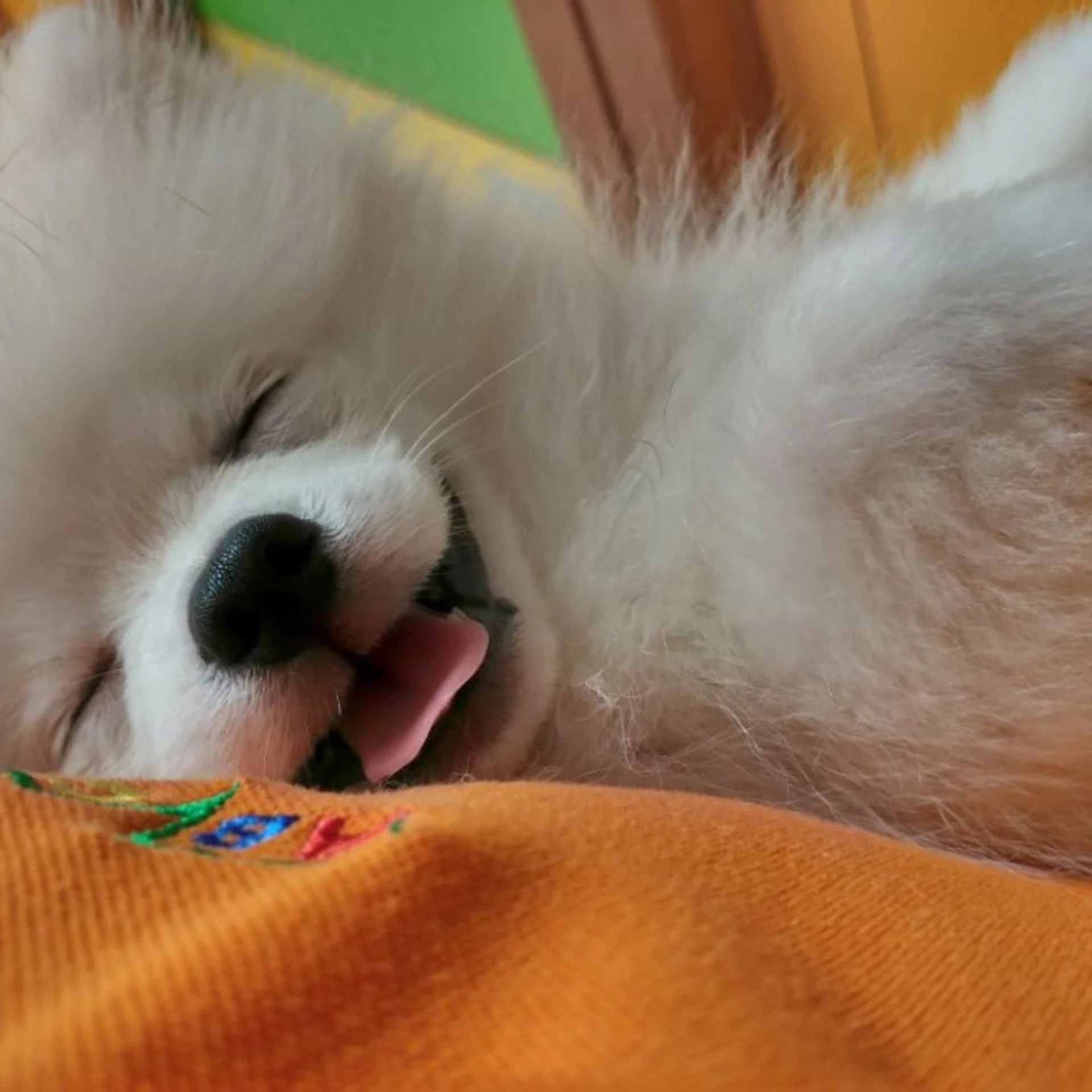 How Do I Prepare My Dog for Surgery? | Al Barsha Veterinary Clinic