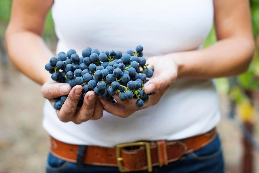 All Hail Cab Sauv: the King of Red Wine Grapes
