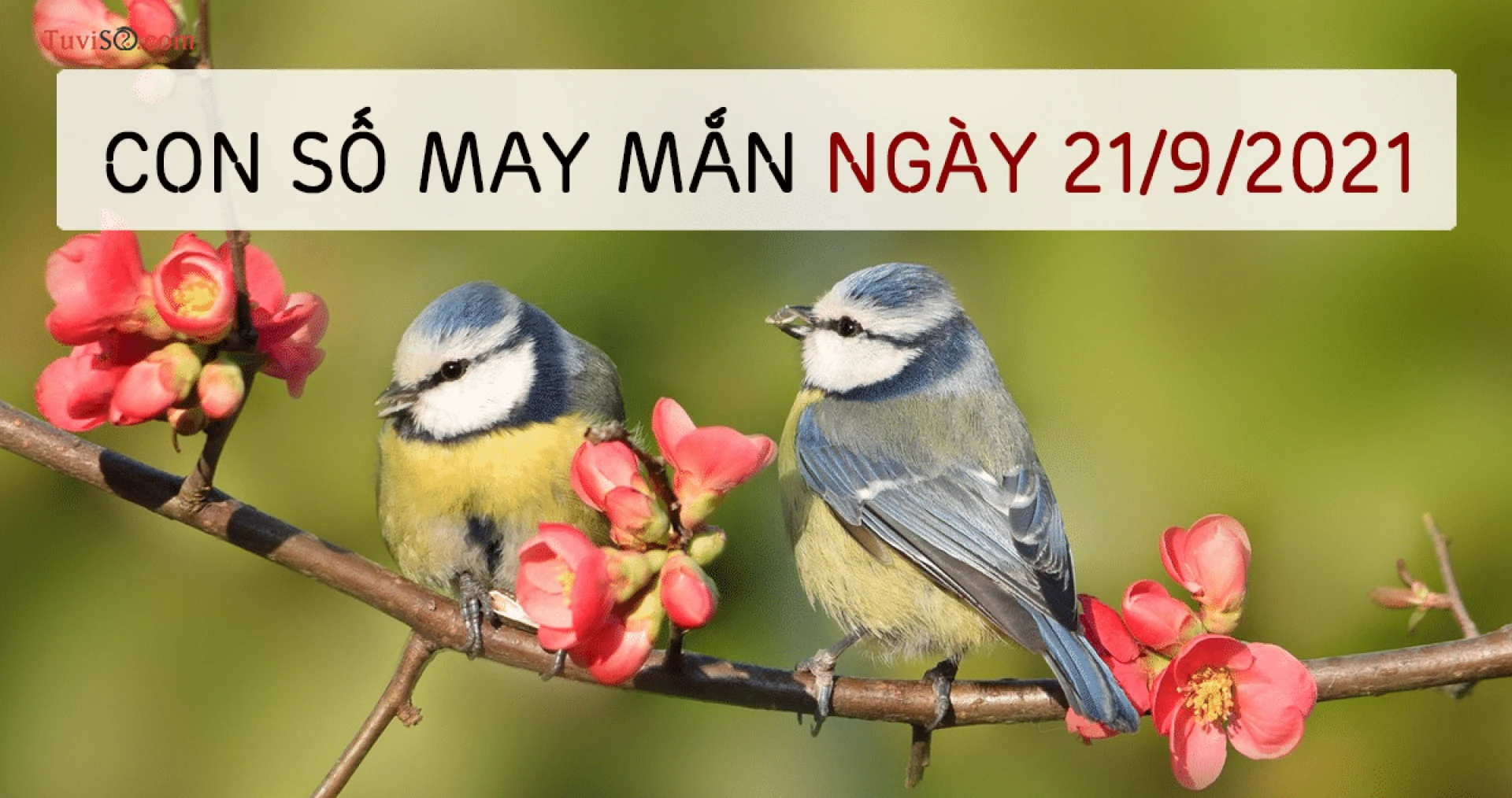 Xem ngay số may mắn hôm nay của bạn là gì?