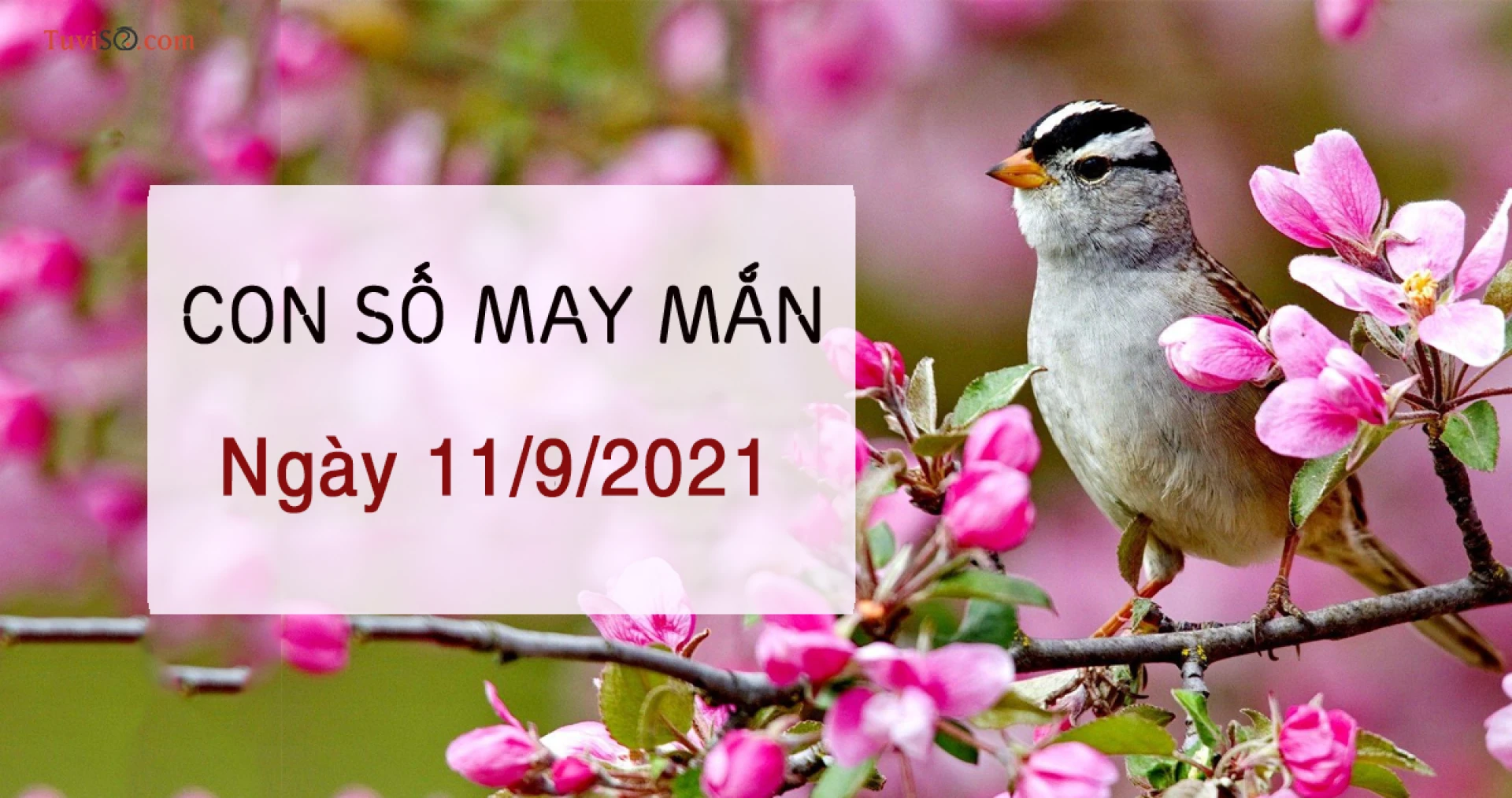 Xem ngay số may mắn hôm nay ngày 11/9/2021 của bạn là gi?