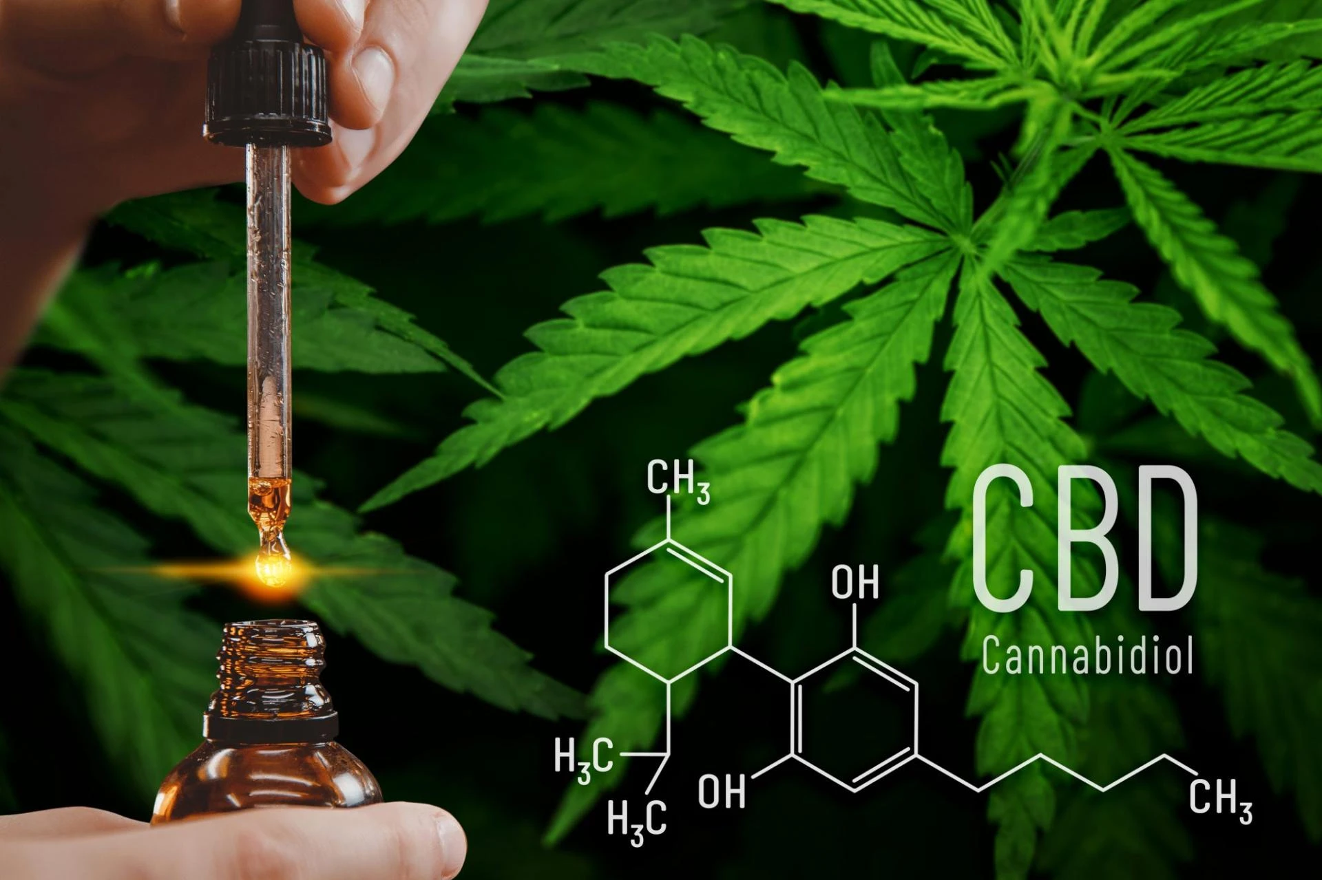 CBD Market Evolution: Trends Shaping the Industry