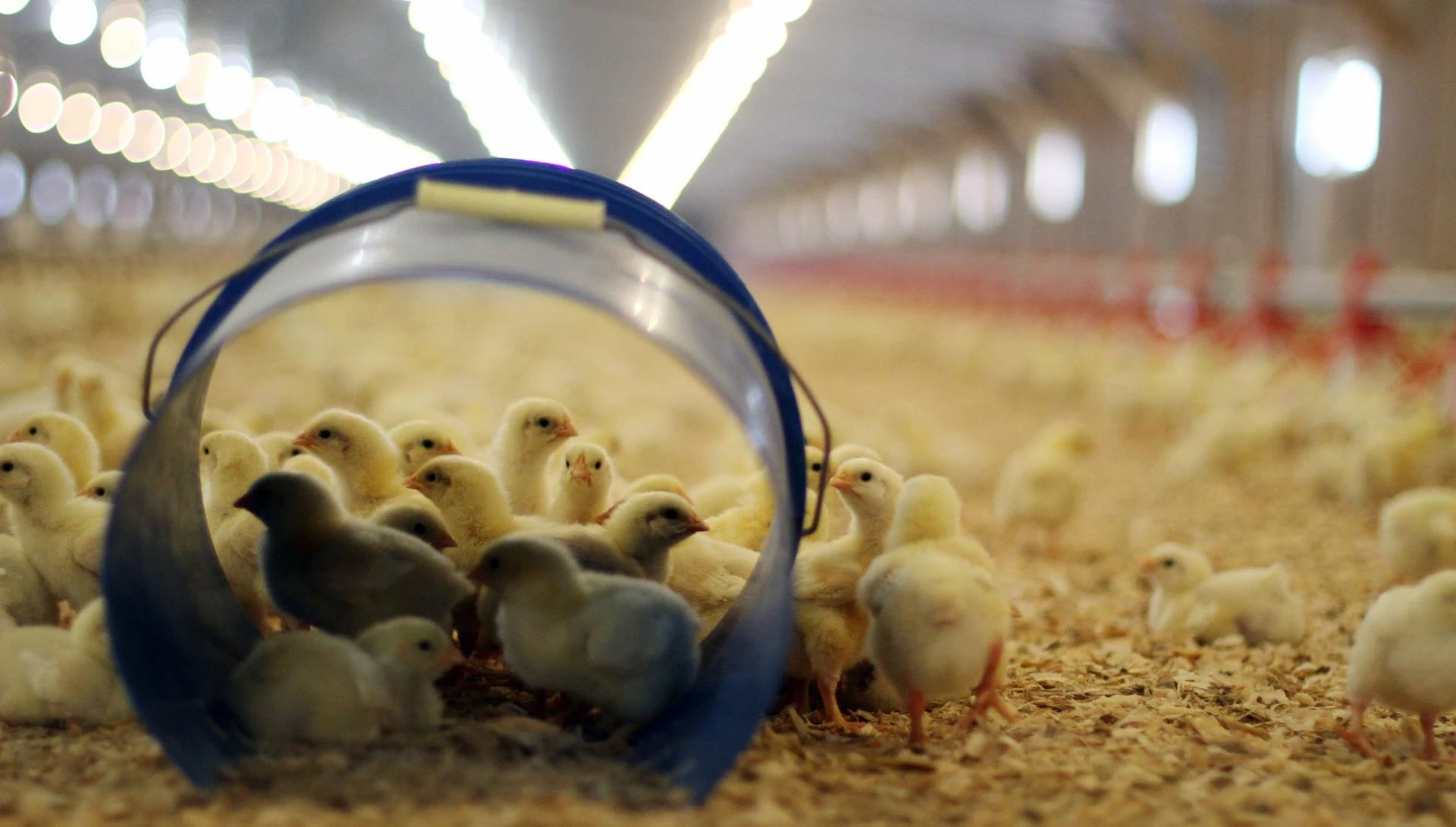 Antibiotic Administration in Poultry Production: Best Practices