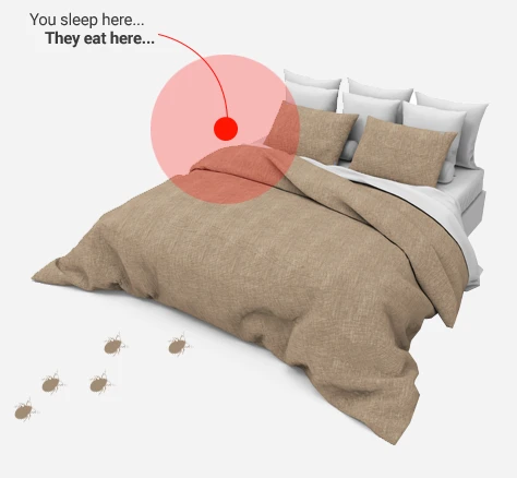 What is The Need of Pest Control For Bed Bug Removal