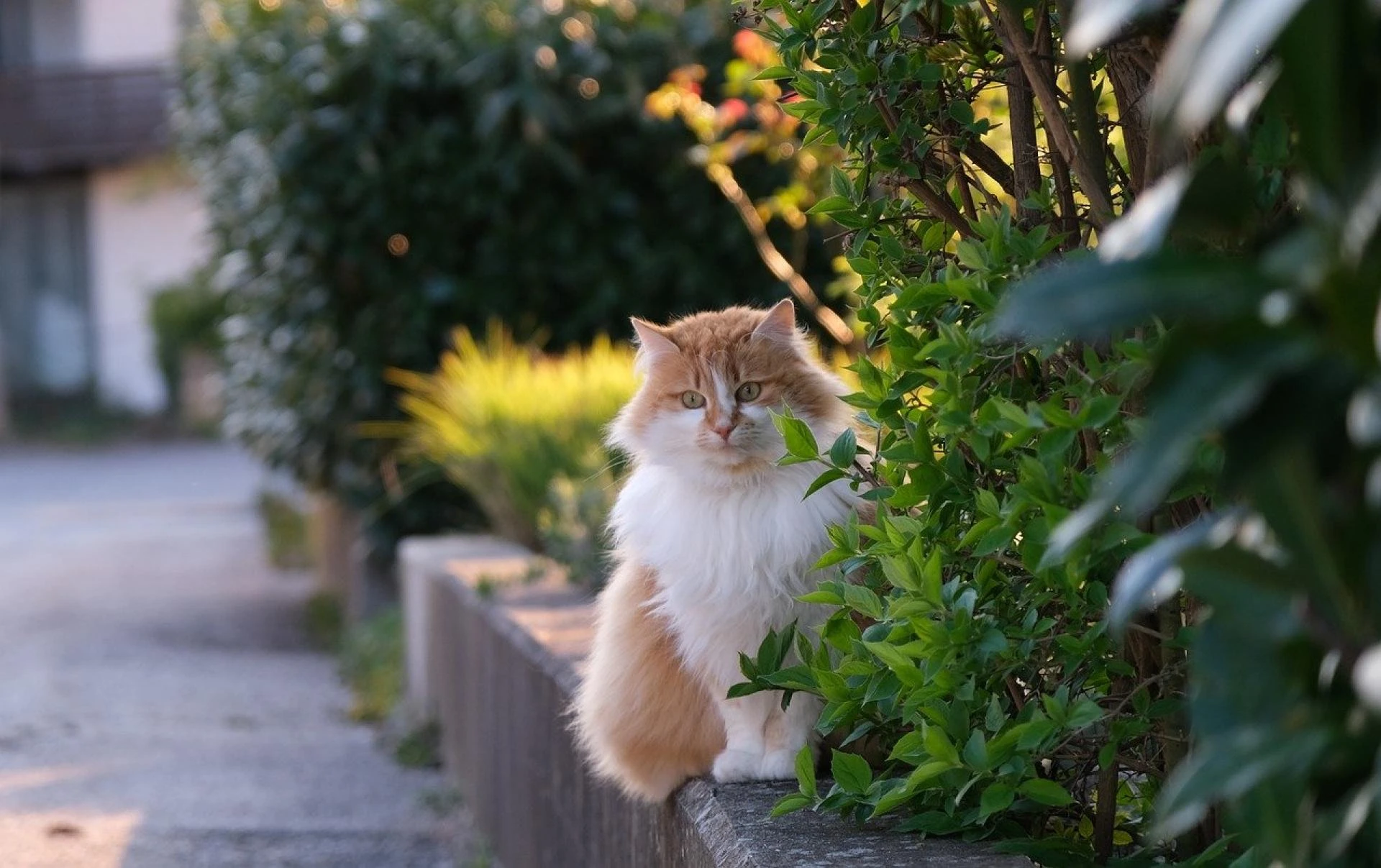 Honoring Our Beloved Pets: Comprehensive Memorial Services in Kuala Lumpur