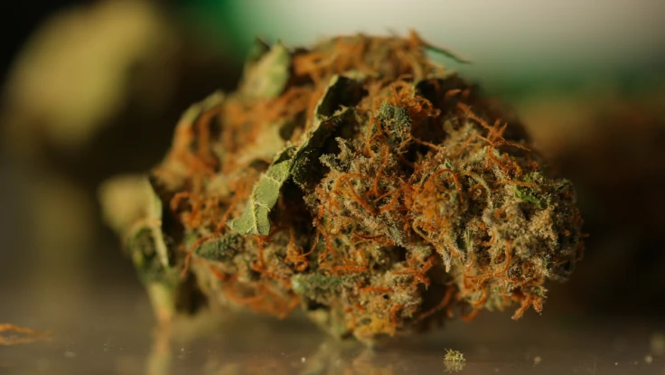 Weed Delivery in New York City: What You Need to Know