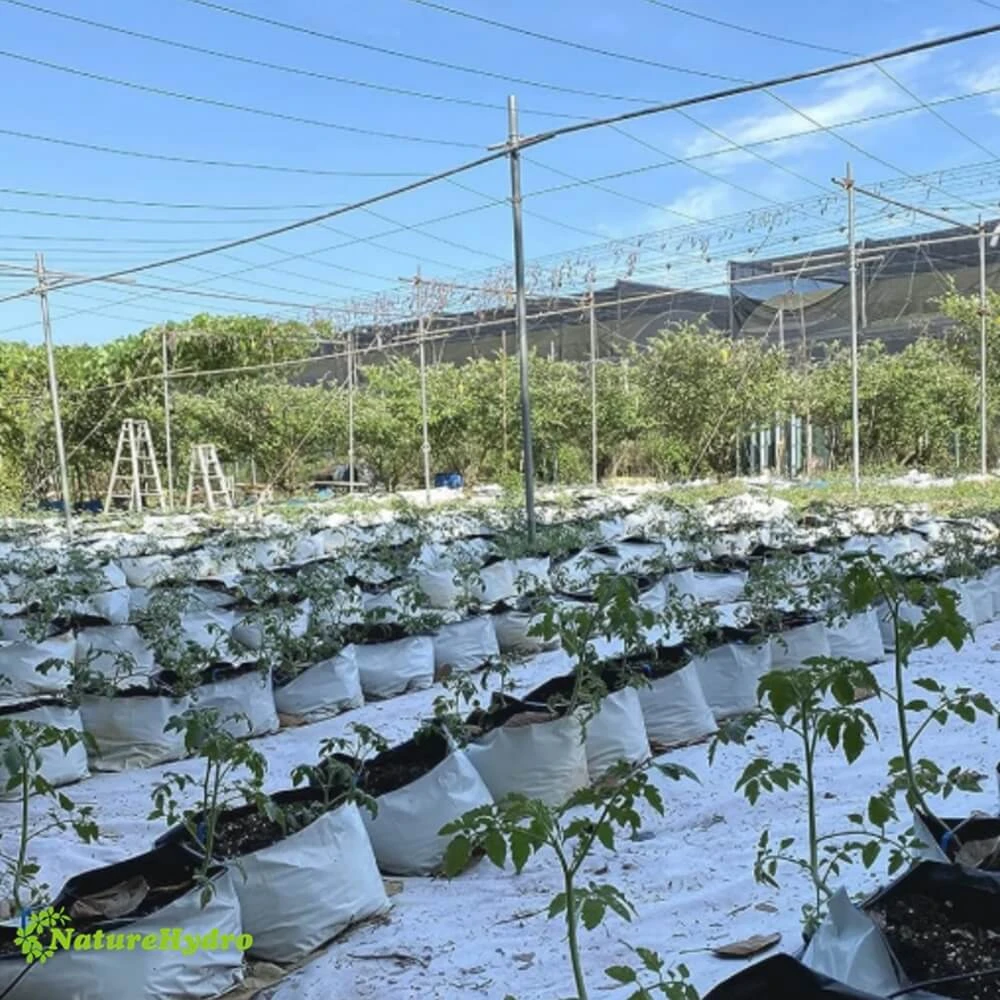 Blueberry Planting Bags: Are They Easy to Clean, Maintain, and Store?