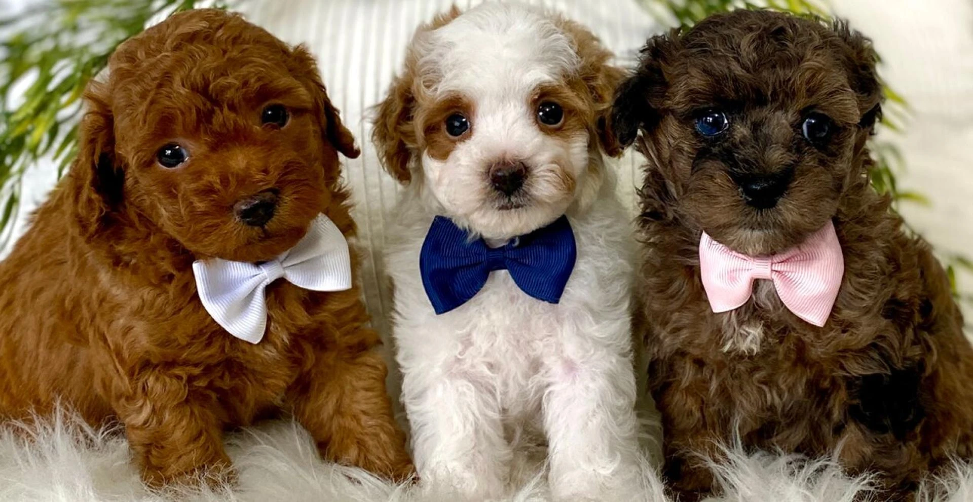 The Ultimate Guide to Finding Your Perfect Companion: Poodle Mixes for Sale