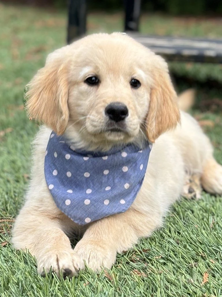 Bringing Home Joy: Finding Your Perfect Golden Retriever Puppy