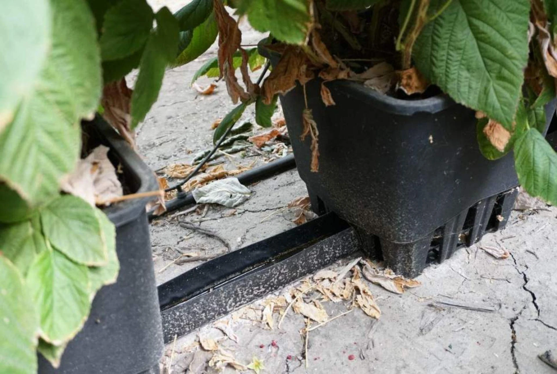 Cultivating Success: Exploring the Role of Plastic Plant Pots in Root Aeration