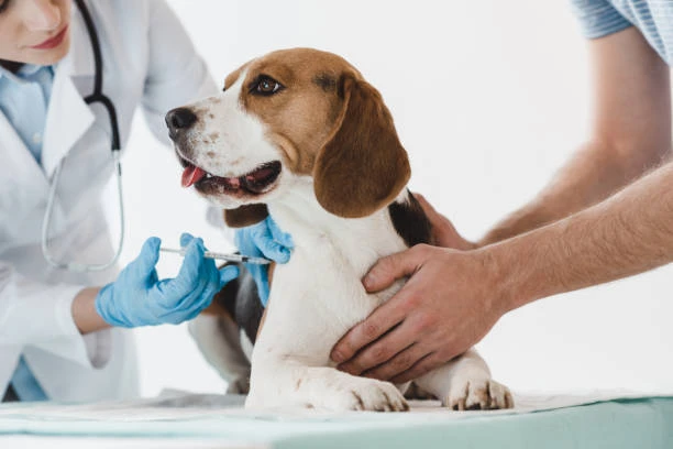 Animal Health Market Growth Outlook Through 2024-2033