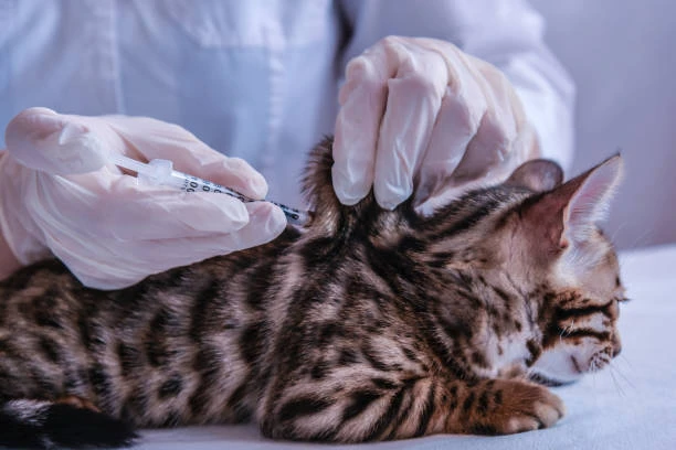 Pet Diabetes Care Market Growth Outlook Through 2024-2033