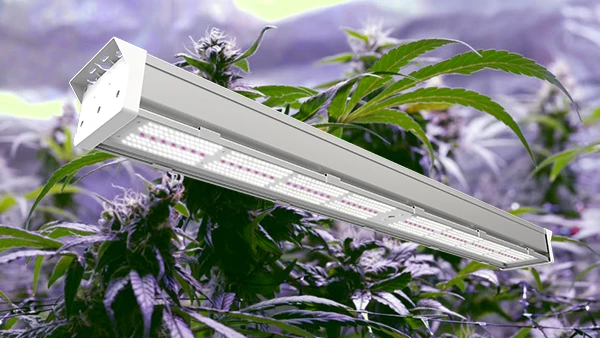 How Much It Will Cost To Run LED Grow Light?