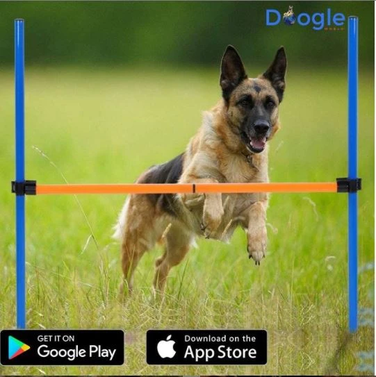 Should I continue taking my pet to routine appointments