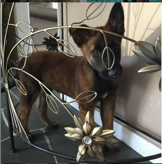 5 Reasons Why A Pet Owner Needs To Find A Dog Trainer