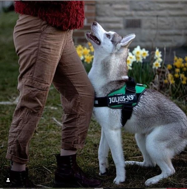 Starting With Your Dog’s Training?