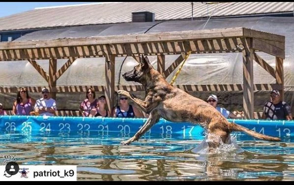 Quick Tips on Dog’s Training