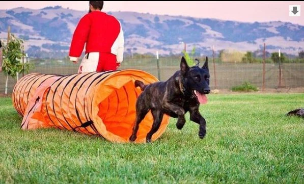 Quick Tips on Dog’s Training