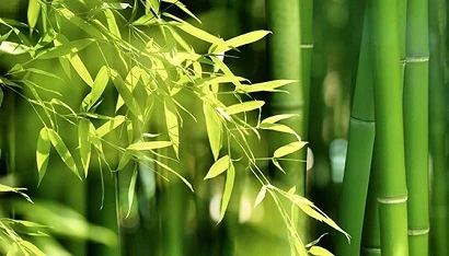 Bamboo Clothes - Top 10 Reasons it Benefits the Planet and also you!