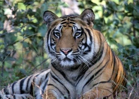 Roaring Adventures: Exploring India's Tiger Reserves and Wildlife Sanctuaries