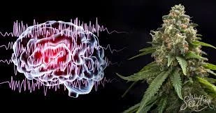 Explore The Great Potential of The CBD Treatment For Epilepsy