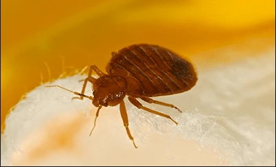 Can Bed Bugs Spread Disease?
