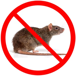 Are‌ ‌The‌ ‌Professional‌ ‌Treatments‌ ‌For‌ ‌Mice‌ ‌ Control‌ ‌In‌ ‌Melbourne‌ ‌Effective‌ ‌To‌ ‌Help‌ ‌ You‌ ‌Get‌ ‌Rid‌ ‌Of‌ ‌Mice?‌ ‌