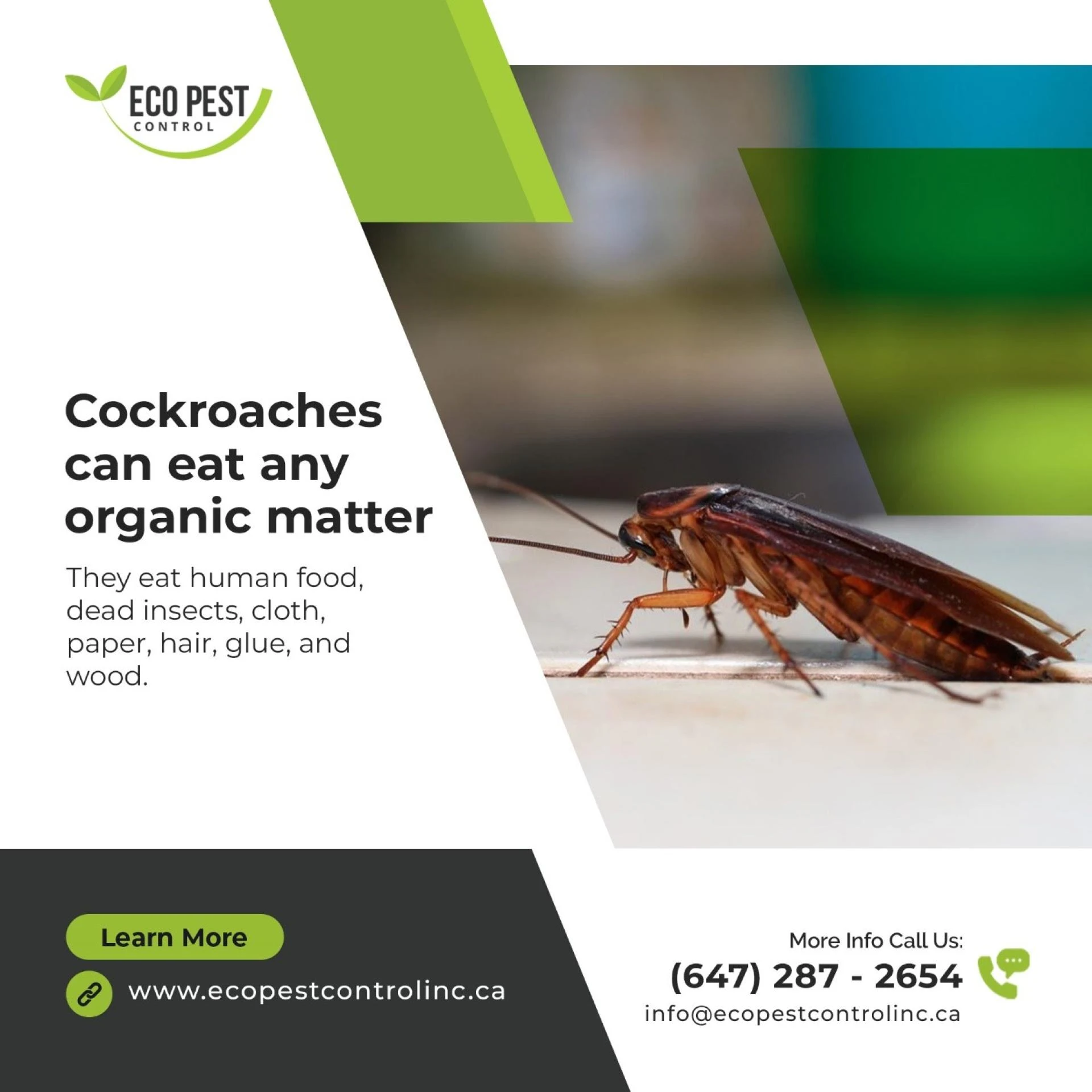 Revealing the Techniques for Successful pest Control in Kitchener
