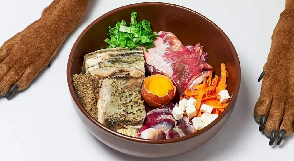 The Raw Truth: Is Raw Dog Food Right for Your Canine Companion?