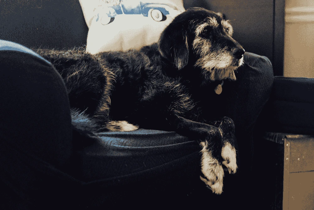 Ways to Take Care of Your Senior Pet