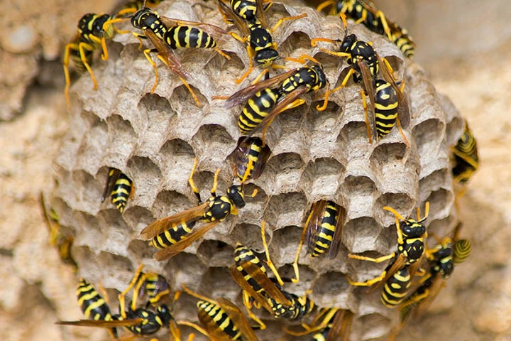 Common Myths About Wasp and Hornet Extermination in New Canaan