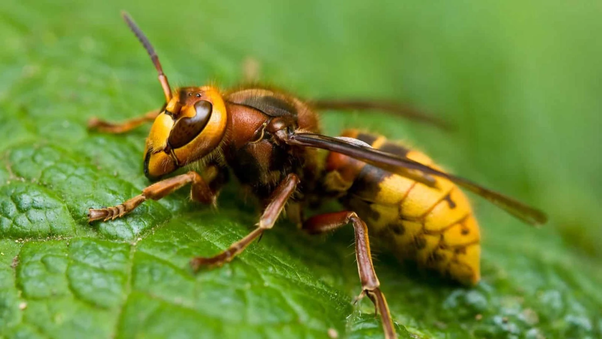 Say Goodbye to Stingers Wasp and Hornet Extermination in Darien