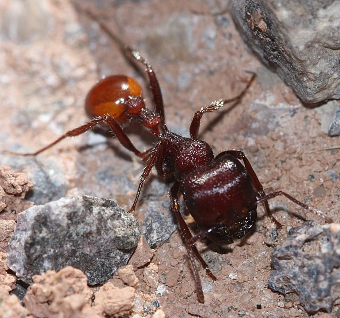 Sting Operation Bee and Wasp Exterminator in Darien