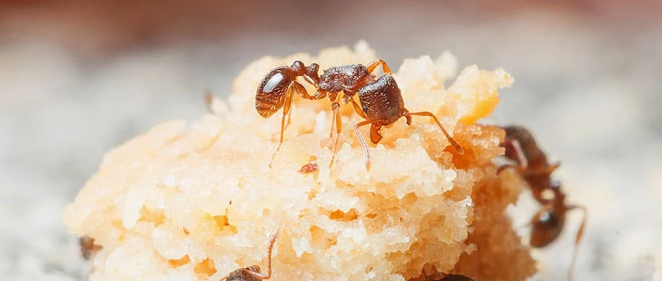 Bee Exterminator in Wilton Eradicating Buzzing Troubles with Bee Gone Today