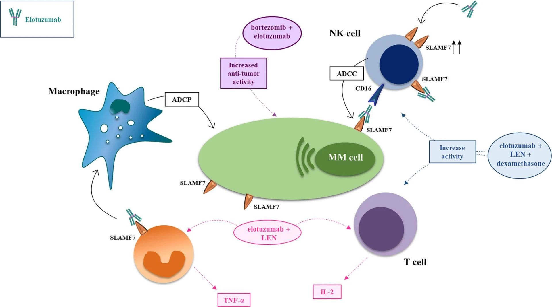 Elotuzumab Market Overview, Applications and Industry Forecast Report 2034