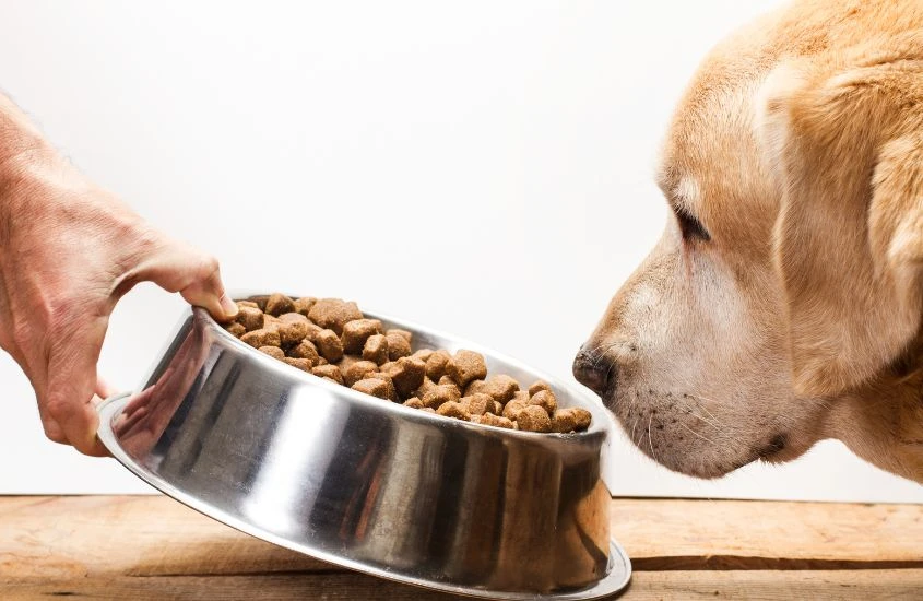 Unveiling the Quality of Menards Dog Food: A Comprehensive Review
