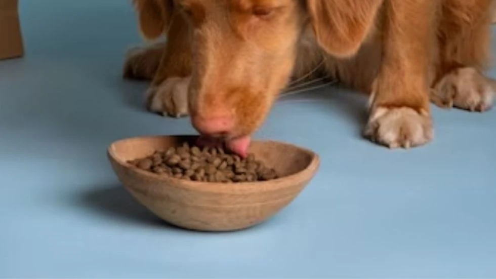 N &amp; D Dog Food: Fueling Your Pup's Energy and Vitality