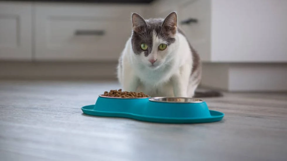 The Whisker-Twitching Science Behind Hairball Control Cat Food