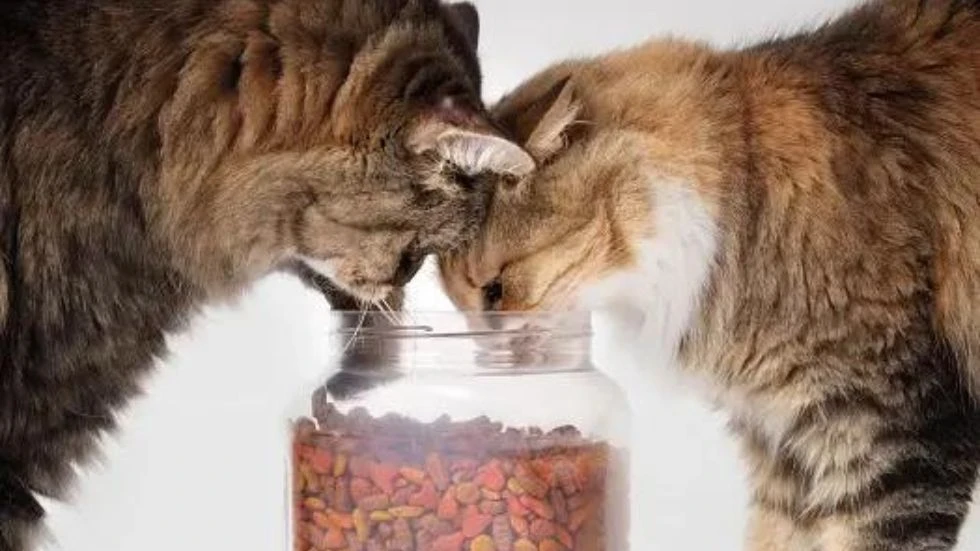 Authority Cat Food: Nourishing Feline Health and Wellness