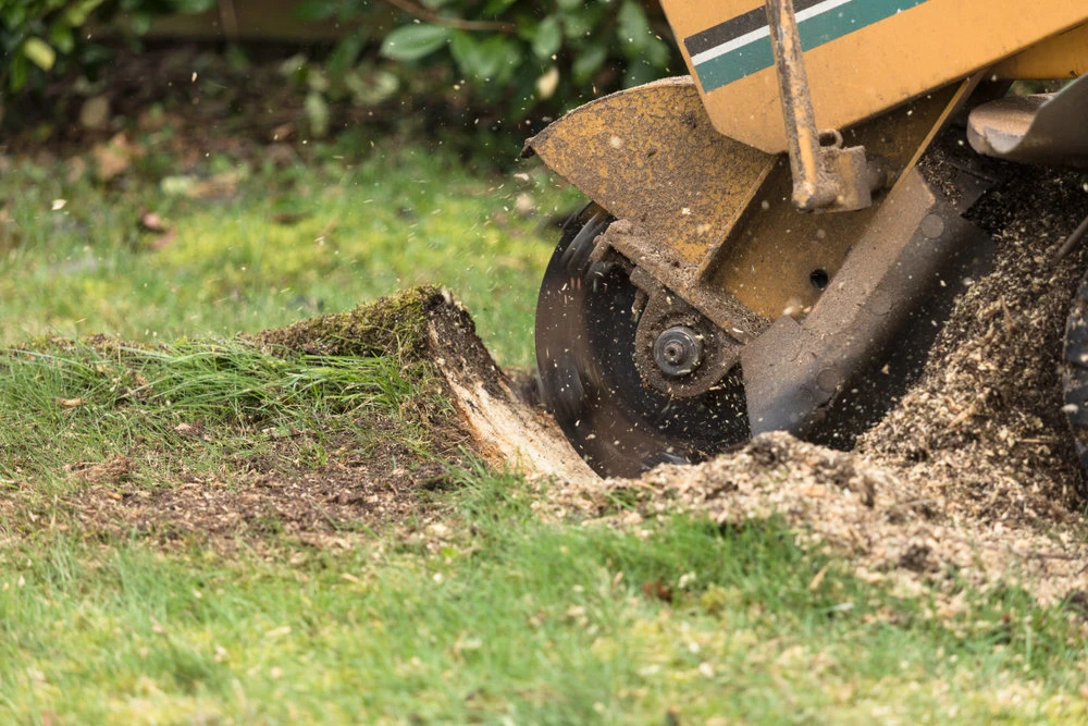 Why is professional tree removal is worth the cost?