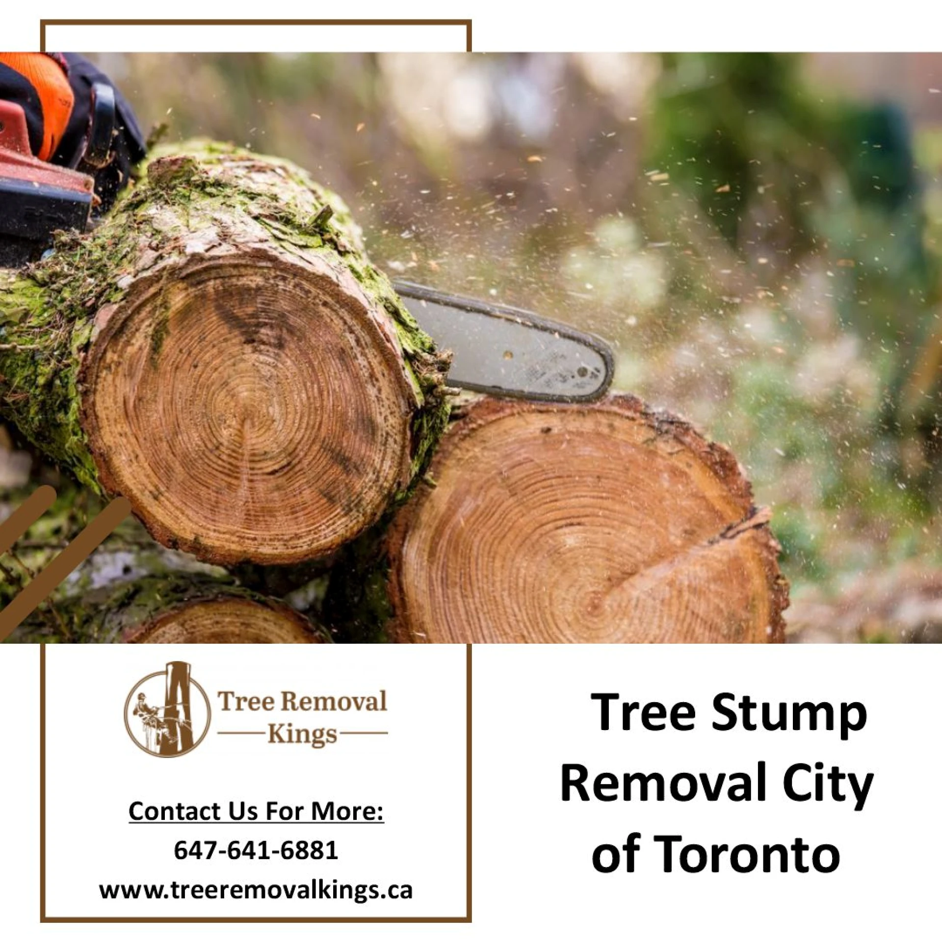 Know about the Cost of Tree Stump Removal in Toronto