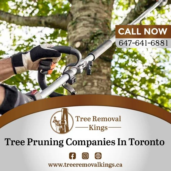 Cost-effective Tree Pruning Service cost in Toronto