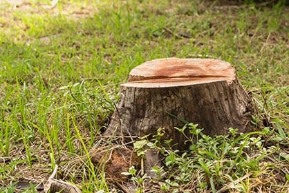 Stump Removal and Grinding Service