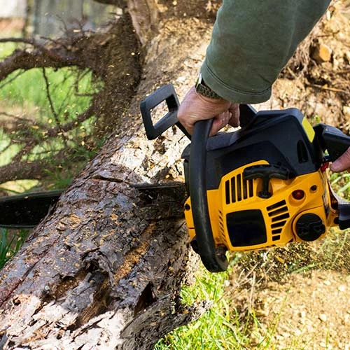 World-class Tree Trimming Companies in Toronto